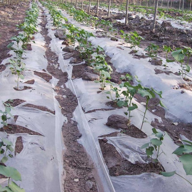 可降解料可以用在农业地膜上吗？